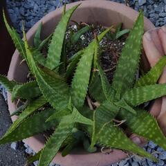 キダチアロエ&アロエベラ　サイズ色々あります！の画像