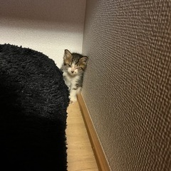 子猫もらってください