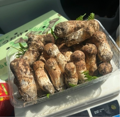 サイズ色々　自家用松茸。