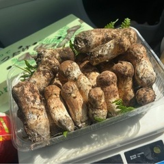 サイズ色々　自家用松茸。