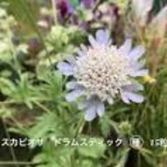 ホウセンカ ひまわり 朝顔 フウセンカズラ 松虫草 スカビオサドラムスティック オルレア ニゲラ の画像