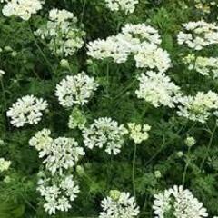 ホウセンカ ひまわり 朝顔 フウセンカズラ 松虫草 スカビオサドラムスティック オルレア ニゲラ の画像