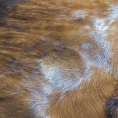 （最終値下げ）カウラグ特大の画像