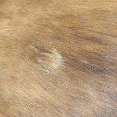 （最終値下げ）カウラグ特大の画像