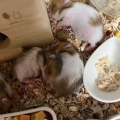 ゴールデンハムスターの赤ちゃん、ノーマル　27日目 4匹