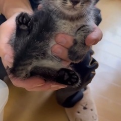 グレーの困り顔にゃんこ⭐️子猫の里親募集いたします