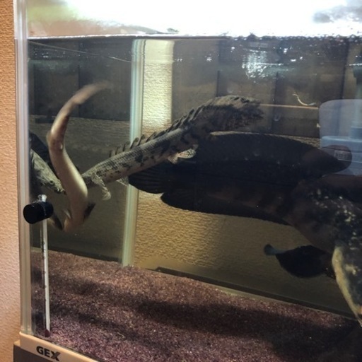 チャンナメラノプテルス、セネガルス、エンドリケリー、セルフィンプレコ