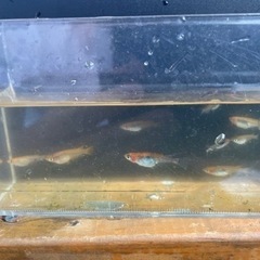 漁火めだか　11匹の画像