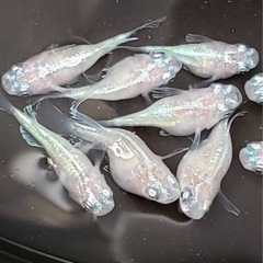 スーパーオパールダルマの画像