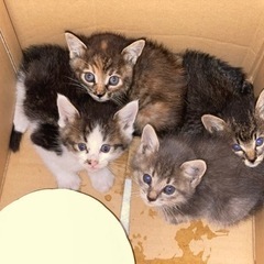 家の倉庫で猫を出産しました。4匹居ます。2匹だけ決まりません。