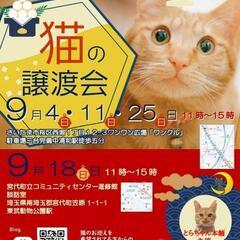 18日！子猫、猫の譲渡会！