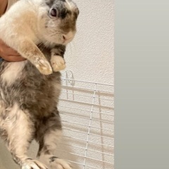 急募です！！うさぎ、お譲りします。