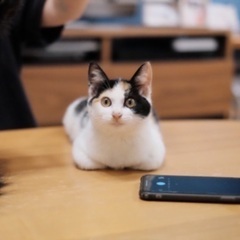 人懐っこい甘えん坊のかわい子ちゃん