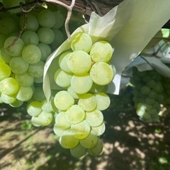 ナイヤガラ 贈答用 1箱(2キロ)引き取り限定価格の画像