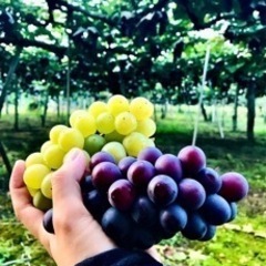 ナイヤガラ 贈答用 1箱(2キロ)引き取り限定価格の画像