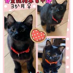 保護猫を迎えよう‼️黒猫♀️きじとら♂️生後３ヶ月