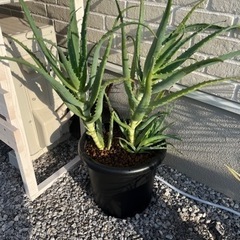 キダチアロエ