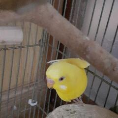 セキセイインコ２匹
