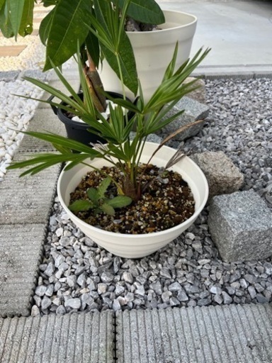 シュロ
