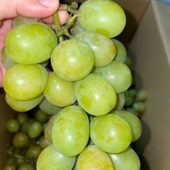 🍇安心院産シャインマスカット　第2弾🍇