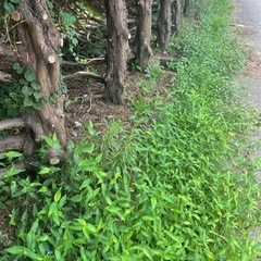 日払い手渡し13000円❗️の画像
