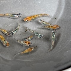 MIXめだか1匹50円〜の画像