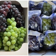 【専用】贈答 家庭用 4キロ 【決まりました】