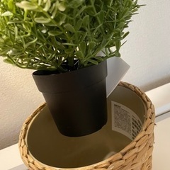【取引決定】IKEA 観葉植物の画像