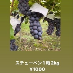 【専用】スチューベン 1箱(2キロ) 家庭用 引き取り限定価格【決まりました】の画像