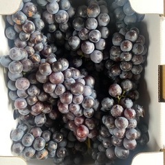 【専用】スチューベン 1箱(2キロ) 家庭用 引き取り限定価格【...