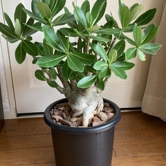 アデニウム(最終値下げ)