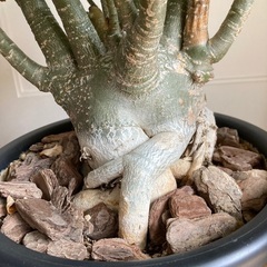 アデニウム(最終値下げ)の画像