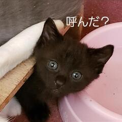 里親募集中