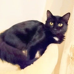 モフモフのクロちゃん - 猫