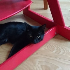 モフモフのクロちゃん − 千葉県