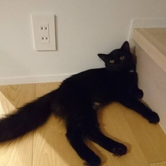 モフモフのクロちゃん - 印旛郡