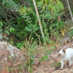 シャムが混ざったミックスの仔猫の里親募集中