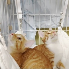 僕は猫界のアイドル！ながくん☆ - 猫