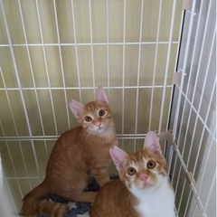 僕は猫界のアイドル！ながくん☆ − 岐阜県