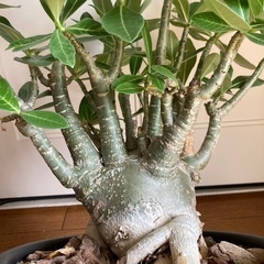 アデニウム(最終値下げ)の画像