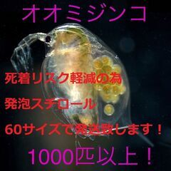 ★全国発送可　オオミジンコ　1000匹以上！　増えすぎた為増量中★