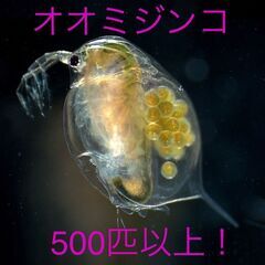 ★全国発送可　オオミジンコ　500匹以上！　増えすぎた為増量中★
