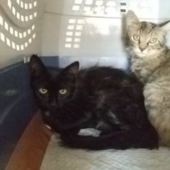 モフモフのクロちゃん - 里親募集