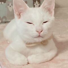 ☆とても仲良し～小さく愛らしいハチワレ男の子と仲良しオッドアイの白猫女の子をもらってください☆ − 大阪府