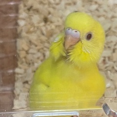 里親さんが決まりました。セキセイインコ　イエロー