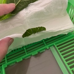 ナミアゲハの餌　無農薬ゆずやみかんの葉、小枝