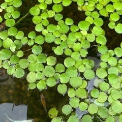 水草　アマゾンフロッグピット