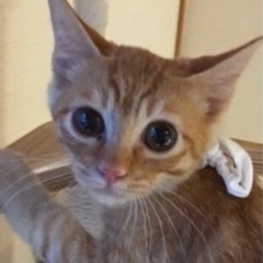 ☆里親募集☆
