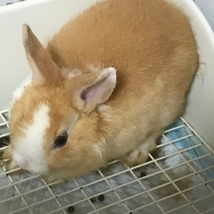 里親募集