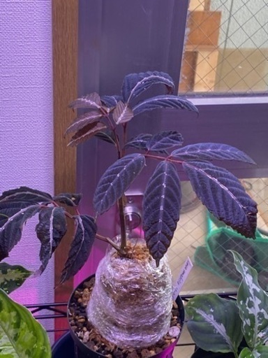 リーアアマビリス　17日まで引き取り限定価格です